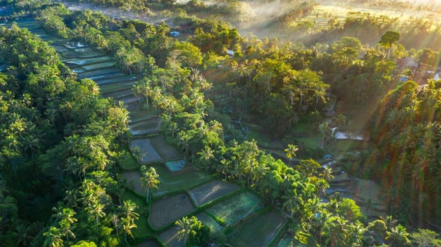 Terrazas de arroz en el pueblo Tegalalang Bali Indonesia