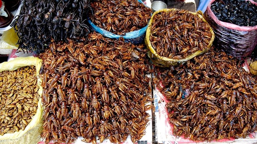 Insectos fritos cocina camboyana