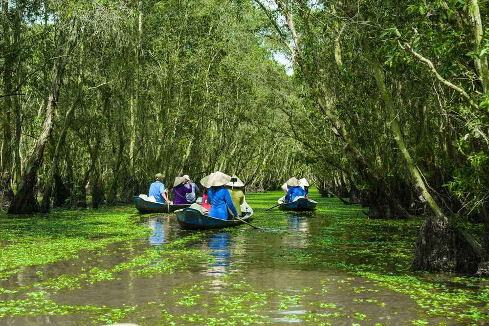 bosque de cayeputis de Tra Su, Chau Doc