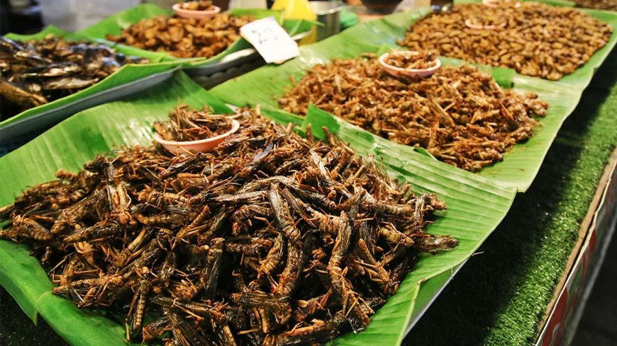 Comida desde insectos - platos de Laos