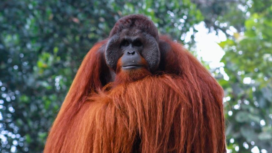 Viajes a Borneo Indonesia 1