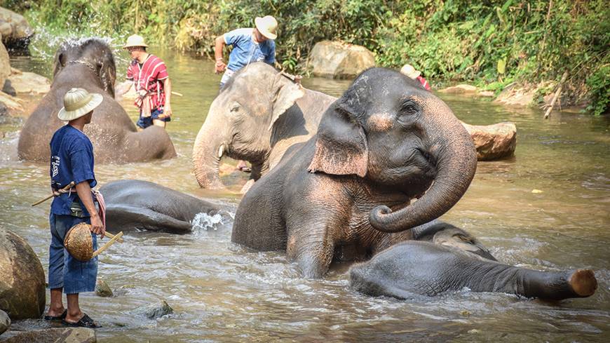Campamento de elefantes Mae Sa al visitar Chiang Mai