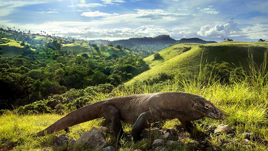 Dragon Komodo en el Parque Nacional de Komodo