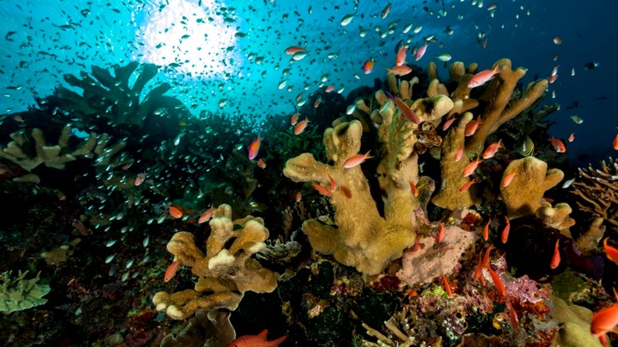 arrecifes de coral Gili Lawa isla Komodo