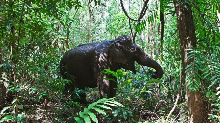 Que ver en Mondulkiri Camboya