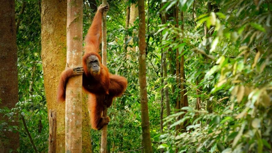 Los traviesos orangutanes Sumatra Indonesia