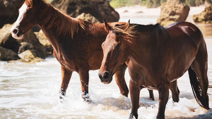 Viajar a Sumba Indonesia 2