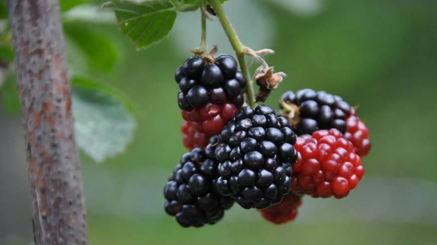 la granja de seda orgánica Mulberries en Xieng Khouang