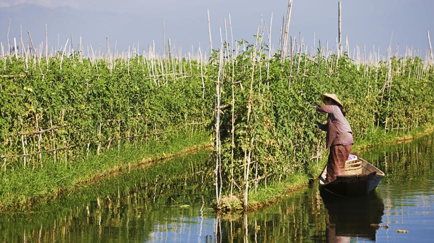Jardín flotante lago Inle Myanmar